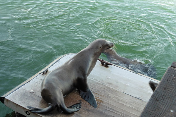 Seelöwen am Pier von Santa Cruz