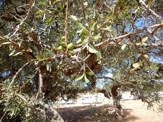 Die Frucht des Argan-Baumes
