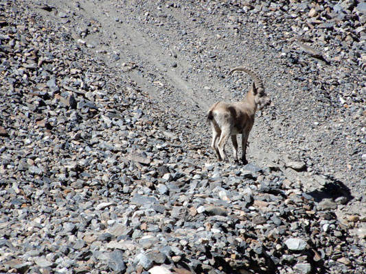 Steinbock