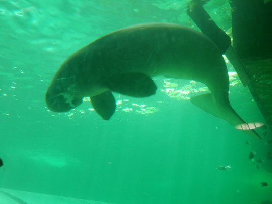 Sealife Sydney - Doogong