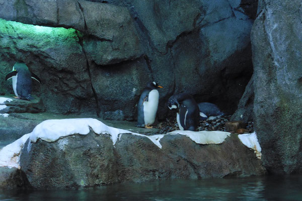 Calgary Zoo - Pinguine