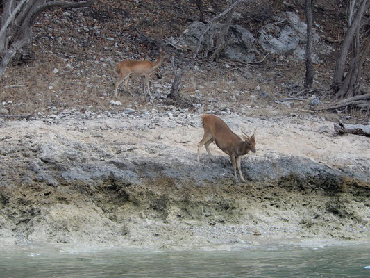 Hirsche auf der Menjangan-Insel