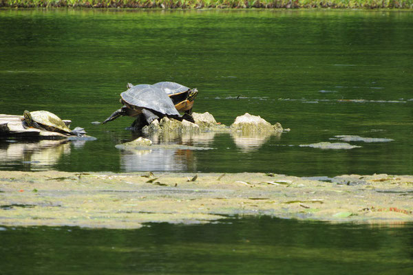 Wakulla Springs State Park - Schildkröten