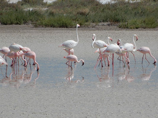 Flamingos an der Fischer's Pfanne
