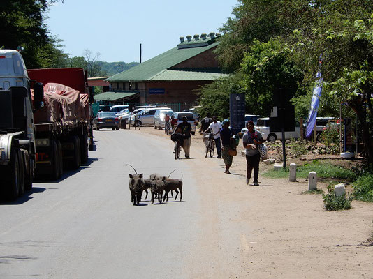 Wildschweine auf der Strasse nach Sambia