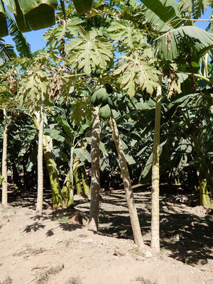 Papaya-Baum