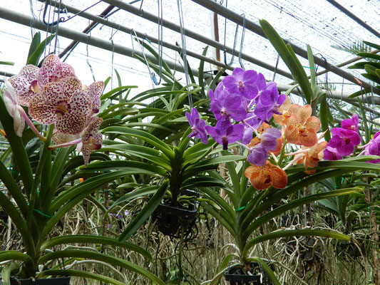 Orchideen Zucht