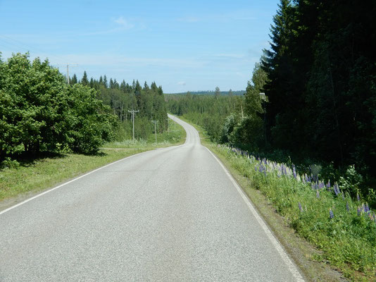 Via Karelia bei Hoilola