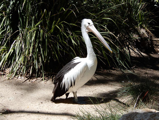 Australischer Pelikan