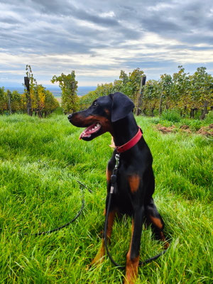 Amber Della Guardia Néra - 5 mois
