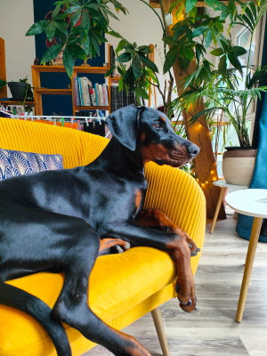 Amber Della Guardia Néra - 5 mois