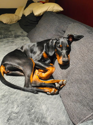 Amber Della Guardia Néra - 5 mois