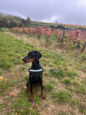 ALBA DELLA GUARDIA NÉRA