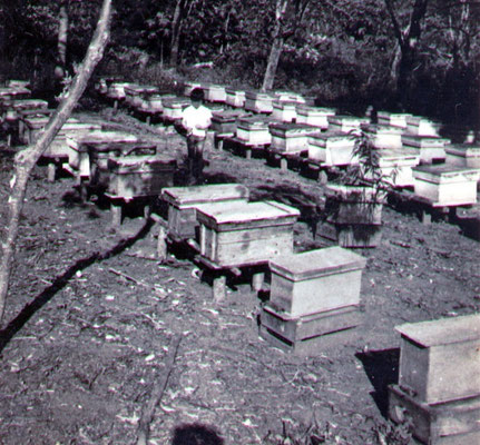 養蚕と同時期に導入された養蜂事業。ローヤルゼリーの日本輸出を見込んでの事業展開だったが、日本に近い台湾での製造が本格化した結果、輸出用としては展開できなくなり、規模が縮小した。