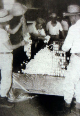 70年代から80年代初頭まで興隆した養蚕事業。コルメナもだが、特に南部移住地で盛んだった。写真は1969年2月アルトパラナ移住地で行われた第1回養蚕講習会の写真（※）