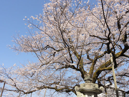 青空に映えます、江戸彼岸桜