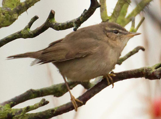06.11.2015 Helgoland