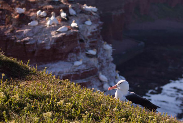 05.06.2015 Helgoland