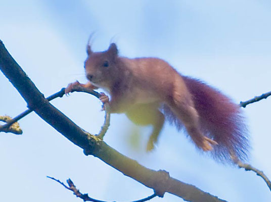 dasselbe Eichhörnchen akrobatisch unterwegs. Es hat eine Art kleines Lenkrad entdeckt und versucht sich im Lenken