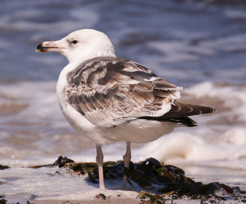 06.06.2015 Helgoland