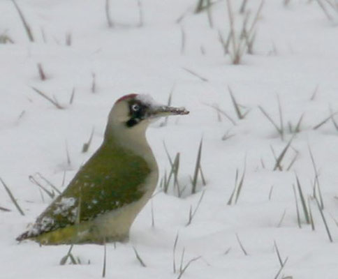 Grünspechte im Glemstal (Picus viridis) [Foto:  Grünspechtdame im Schnee im Glemstal in Markgröningen bei der Bruckmühle, Feb 2005]