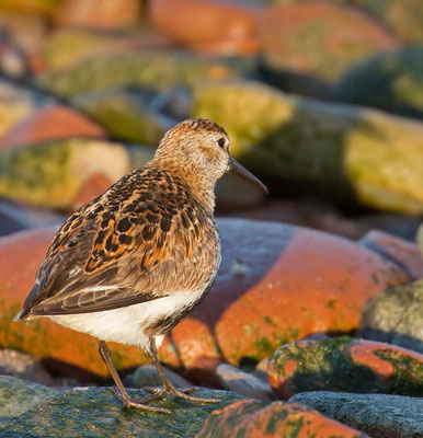 04.06.2015 Helgoland