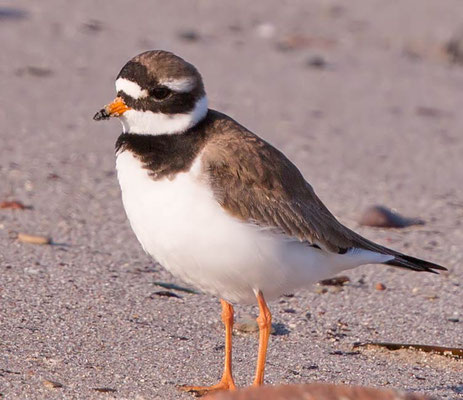 05.06.2015 Helgoland