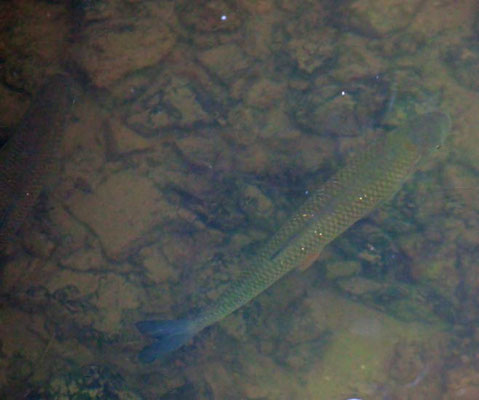 Rotauge (Rutilus rutilus)