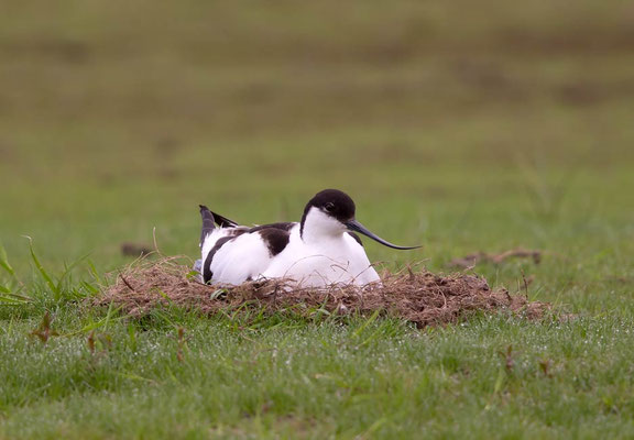 25.05.2016 Katinger Watt