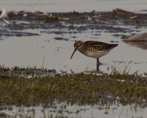 27.05.2016 Hauke-Haien Koog