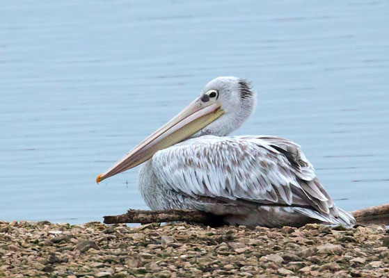 27.11.2015 Altmühlsee