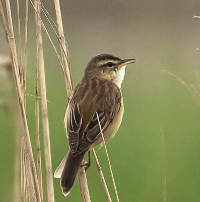 26.05.2016 Beltringharderkoog