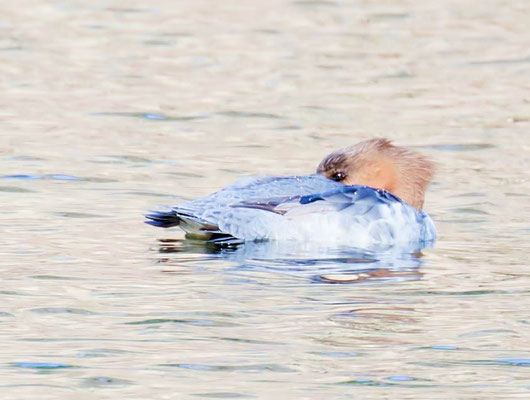 01.04.2015 Bärensee