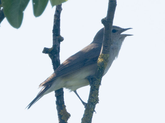 16.06.2022 Möglingen