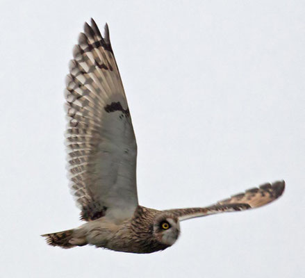 06.11.2015 Helgoland