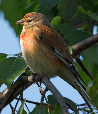 Bluthänfling (Carduelis cannabina) im Glemstal [Foto: 13.5.2015,  Bluthänfling in Schwieberdingen im Glemstal]