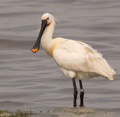 28.05.2016 Meldorfer Speicherkoog