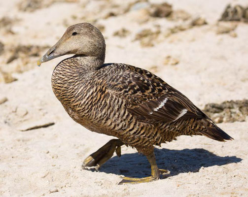 04.06.2015 Helgoland