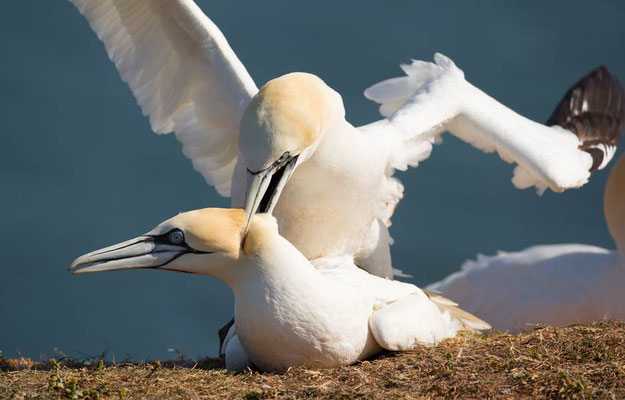 03.06.2015 Helgoland