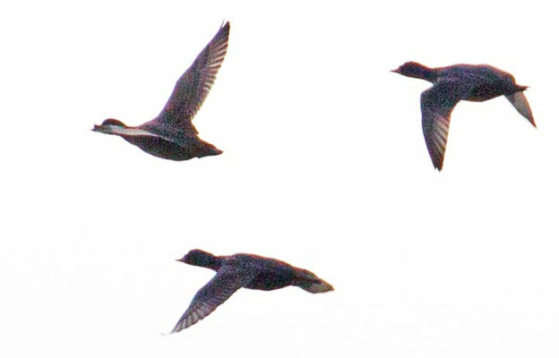 07.11.2015 Helgoland