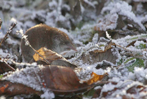 Crocidura sp. [Foto: eine Weißzahnspitzmaus (Crocidura sp.) am Weihnachtstag 24.12.2007 in Schwieberdingen, Hülbe, Foto von Dennis Heidrich]