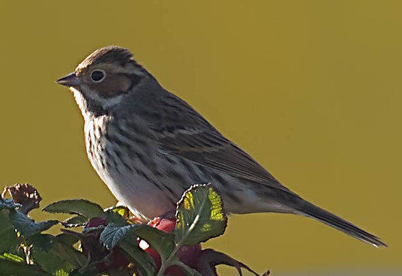 10.10.2018 Helgoland