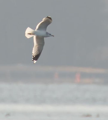 27.11.2015 Altmühlsee