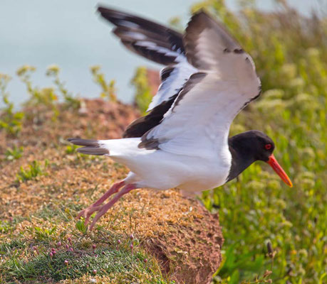 03.06.2015 Helgoland