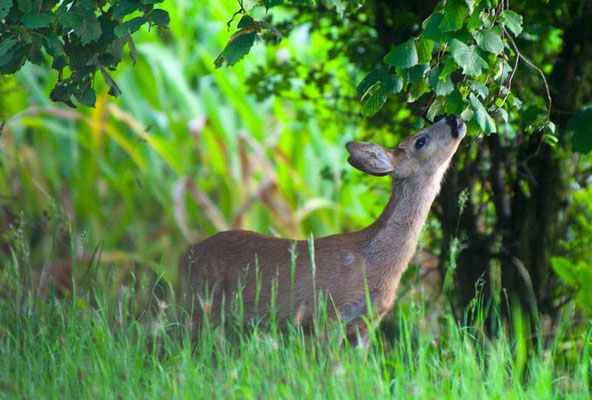 16.08.2011 Schwieberdingen Immental, Gagerbach, unten Foto Markus Hansen; eine Rehgeiß frisst Blätter. Markus Hansen schreibt dazu: "Ich saß nur ca. 15m weit weg im Gras und konnte 3 Rehe und ein Böckle beobachten während ca. einer halben Stunde.