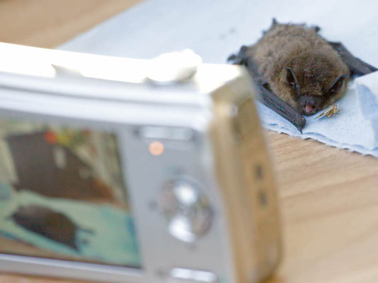 14.7.2009 Hemmingen Seestrasse Kamera: Canon EOS 5D MkII /100-400; die kleine Fledermaus frisst Insekten und wir filmen das mit der Fuji-Kamera Siehe unten den Film