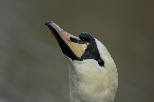 Höckerschwäne sind eher selten im Glemstal[Foto: in der Enz bei der Leudelsbachmündung, Dennis Heidrich, 03/2008]