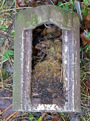 In diesem Nistkasten hatte eine Maus ein Nest gebaut. Sie sitzt noch drin. Siehe genau hin.