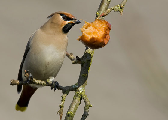 Seidenschwänze in unserer Gegend (Bombycilla garrulus) [Foto: 31.1.2009, in Wurmberg bei Pforzheim, Foto von Dennis Heidrich]