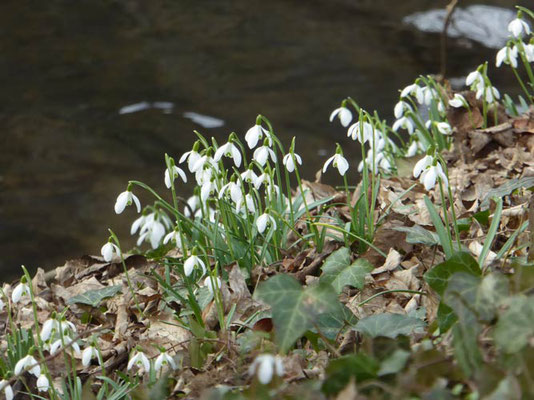 07.03.2015 Glemstal Schwieberdingen Foto: Birgit Döhnert